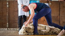 Walbundrie Show shearing competition