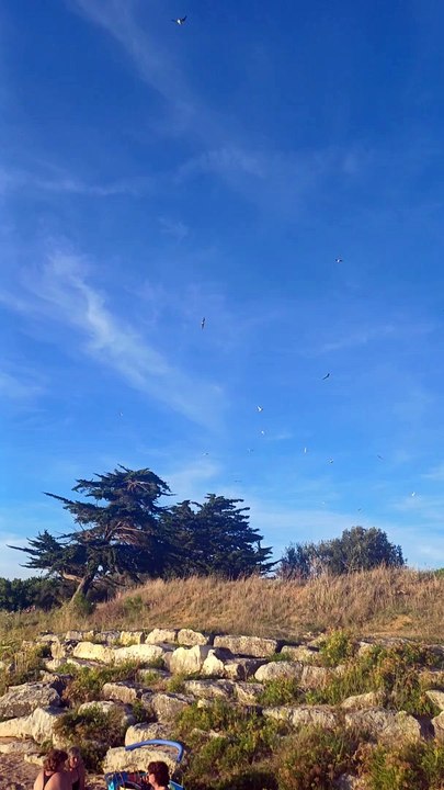 marée haute et les mouettes Port des Barques