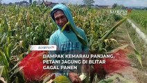 Dampak Kemarau Panjang, Petani Jagung di Blitar Gagal Panen & Merugi hingga Jutaan Rupiah