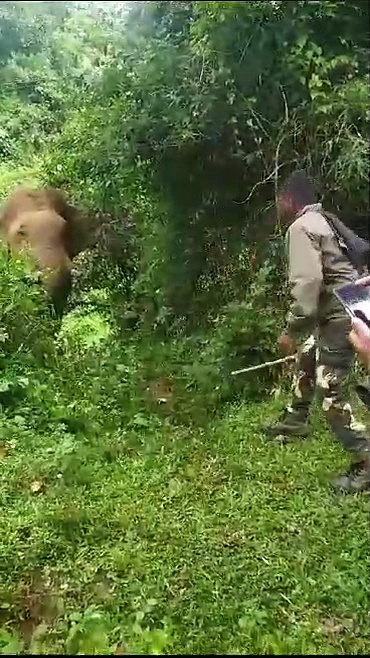 கூடலூரில் ஒற்றை காட்டு யானையை ஒத்தையாக நின்று விரட்டிய வன ஊழியர்