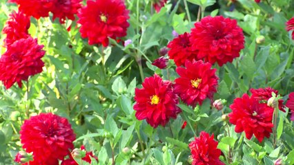 [날씨] 청명한 가을 날씨...수목원 나들이객 '북적북적' / YTN