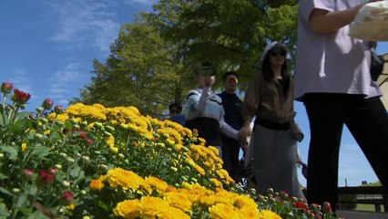 푸른 하늘과 가을꽃의 향연...순천만 국제정원 박람회 750만 명 돌파 / YTN