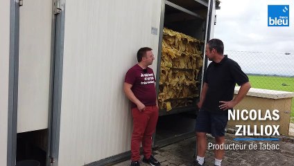 Le séchage du tabac à Weyersheim avec Nicolas Zilliox 3/5