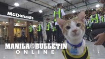 Paw patrol: Filipino security guards adopt stray cats