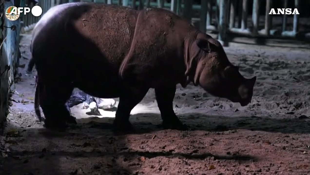 Indonesia, nato un cucciolo di rinoceronte di Sumatra al parco nazionale di Lampung