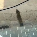 Leopard in Satna city for 80 hours