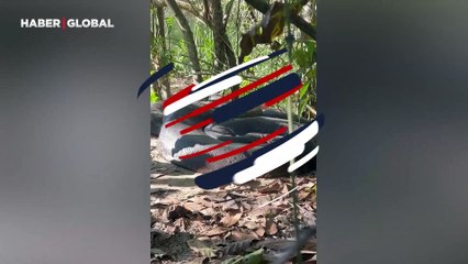 Dev anakonda ve peşindeki yılanlar görüntülendi