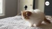Le minuscule chaton s'approche à tâtons d'un chat géant : 494K internautes retiennent leur souffle (vidéo)