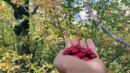 Erzurum'da hasat vakti, soğuk kış günlerinin vazgeçilmezi: Faydası saymakla bitmiyor!