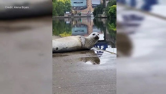 Seal next to River Medway in Maidstone