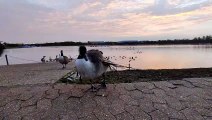 Milton Keynes goose 'Hank the Honker' says good morning