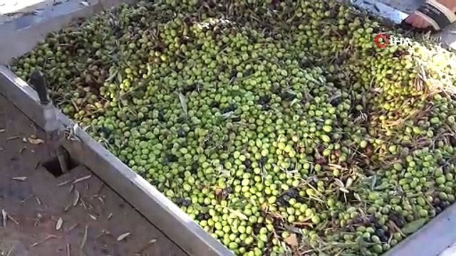 Mersin'de lezzete dönüşen zeytinyağı mesaisi başladı: Litresi 190 TL!