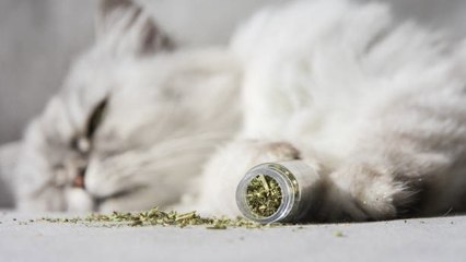 Esto Es Lo Que Todo Dueño De Un Gato Debe Saber Sobre La Hierba Gatera