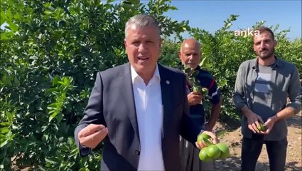 Ayhan Barut: "Limon Üreticisi Öyle Perişan Ki Ağaçlarını Sökmeye Başladılar. Bunların Hepsi Milli Servettir. Limon Üreticisinin Perişanlığını Görün"
