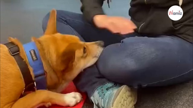 Vous n'arrivez pas à brosser les dents de votre chien ? Cette éducatrice canine vous montre son astuce ! (vidéo)