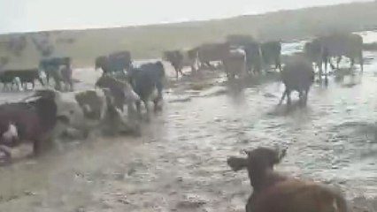 Çobanların hayvanları ile selden kurtulma anı kamerada