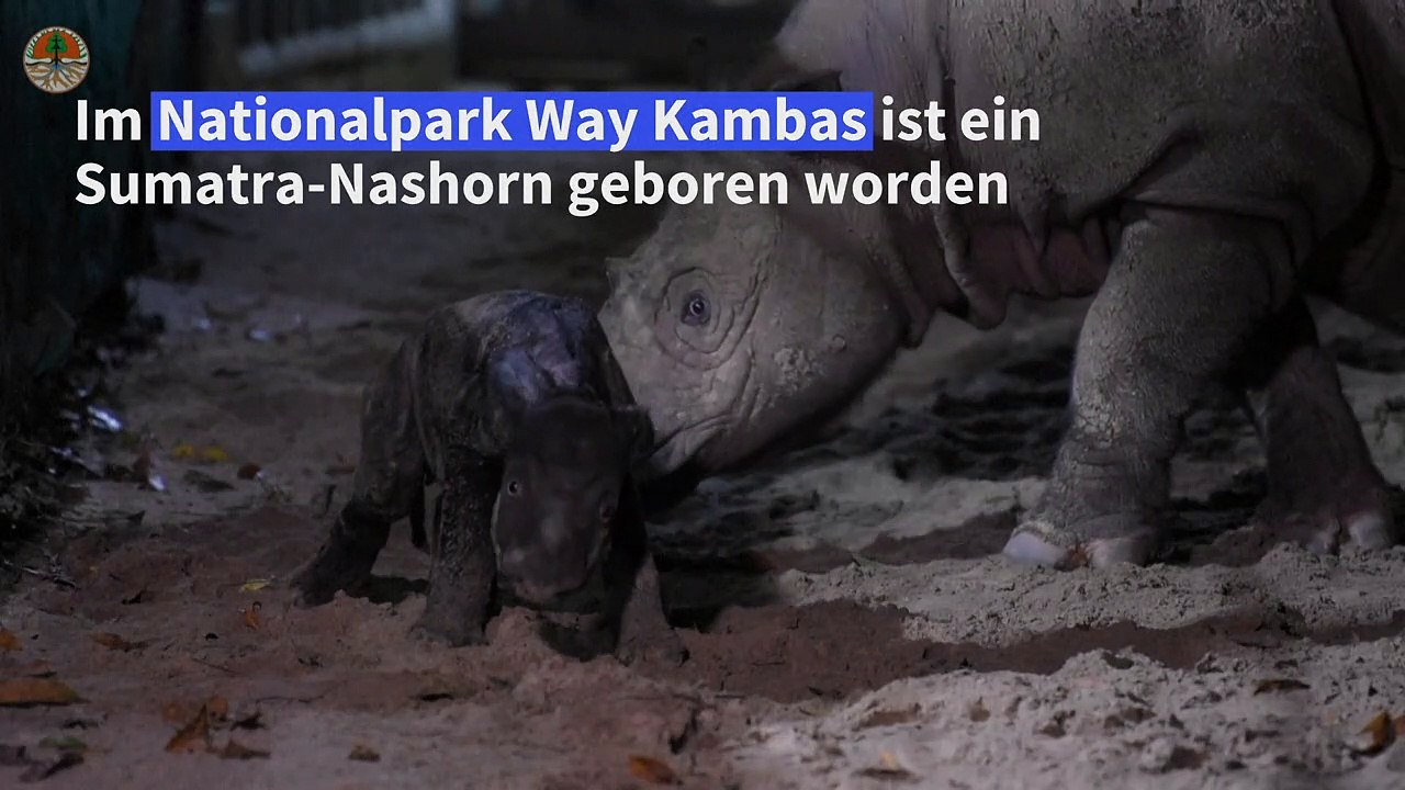 Seltenes Sumatra-Nashorn erblickt Licht der Welt