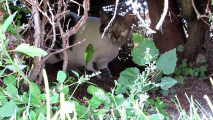 À Pied Alma Riverbend Arbre Remarquable 1 Octobre 2023