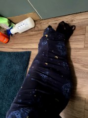 Demitri Wants Snuggles Always, Everywhere, No Matter What