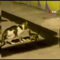 Yangında 6 yavrusunu kaybeden kedi annesiz kalan yavruyu sahiplendi