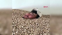 Les images de Peanut enregistrées à Siirt ont été confisquées