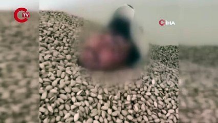 Siirt’te fıstık deposunda yüzen şüpheli gözaltına alındı