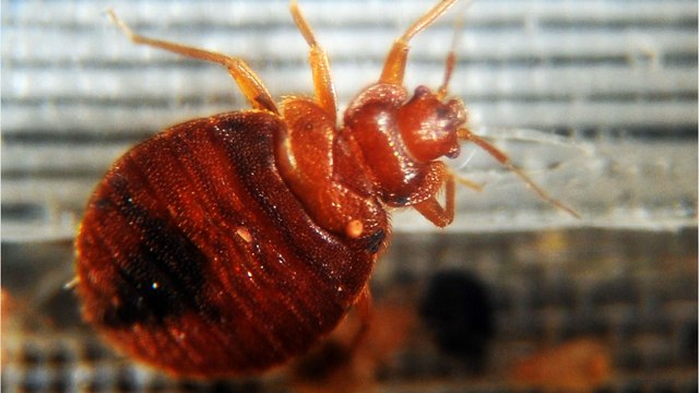 Watch out, these are all the place where you can find bed bugs