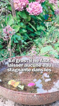 Delphine Roucaute, journaliste au Monde, explique comment lutter contre les moustiques tigres. Retrouvez l'enquête Adaptation en 11 chapitres sur le site du Monde, sur les défis de l'adaptation de la France au réchauffement climatique.
