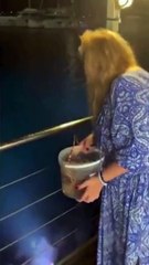 Mulher adquire lagosta por R$ 1 mil em restaurante caro e a devolve ao mar