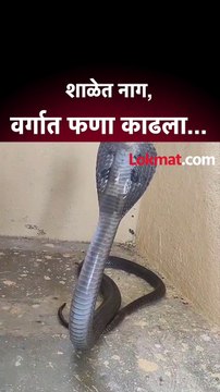 शाळेत घुसला नाग, लातूर जिल्ह्यात अंगावर काटा आणणारी घटना