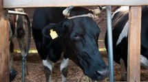 Tierarzt wird von Kuh eingequetscht und stirbt
