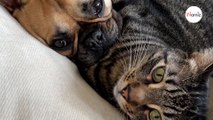 Deux colocataires adoptent leurs animaux en même temps : elles créent accidentellement la plus belle amitié (vidéo)