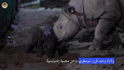 ولادة نادرة لوحيد قرن سومطري في إحدى محميات إندونيسيا