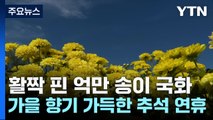 활짝 핀 억만 송이 국화...가을 향기 가득한 추석 연휴 / YTN