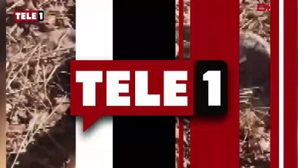 Mardinli çoban zehirli yılanla karşılaştı! "Korkutucu olduğu kadar güzeldi"