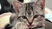 Cat Funny Moments | Animals Funny Moments | Beautiful Pets | Cute Pets | Animals Satisfying Videos #animal #cats #satisfyingvideos #catshorts