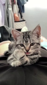 Cat Funny Moments | Animals Funny Moments | Beautiful Pets | Cute Pets | Animals Satisfying Videos #animal #cats #satisfyingvideos #catshorts