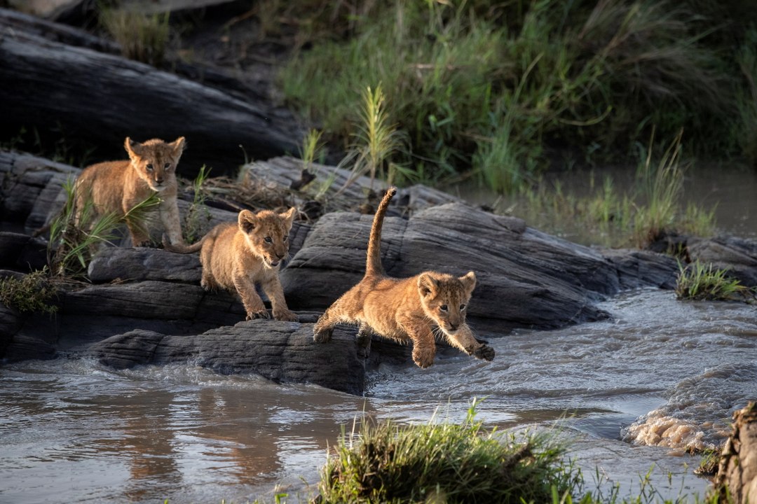 Splash Down! Cute Lion Cubs Cross River