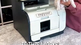 La première imprimante pour multiplier les chats Copycat (Vidéo) !