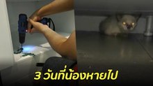 ทาสใจหาย น้องแมวหายตอนช่างมาทำบิลต์อินในบ้าน ตามหา 3 วันก่อนพบว่าติดอยู่ในนี้