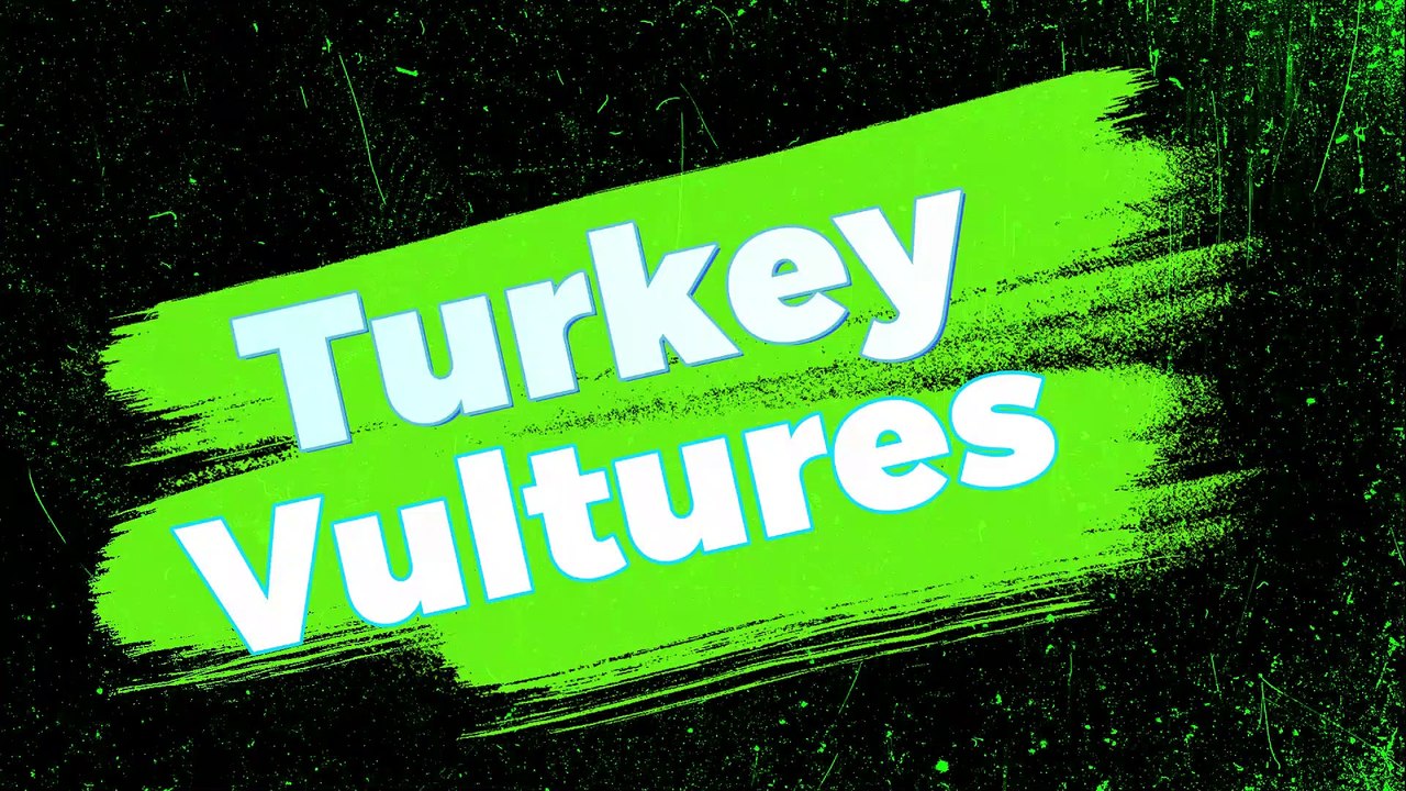 Turkey Vultures