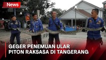 Bersihkan Lahan Petani Temukan Ular Piton Raksasa di Tangerang, Begini Penampakannya