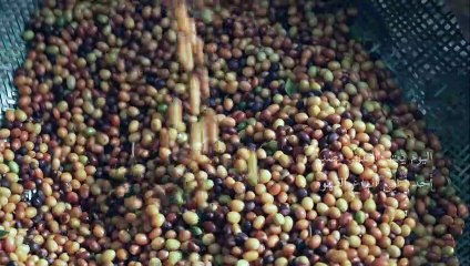 قهوة "جاكو" البرازيلية... منتج عضوي مستخرج من فضلات طائر