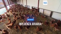 Francia, via alle vaccinazioni per l'influenza aviaria: è il primo Paese in Europa