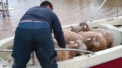 Şile'deki dere taşkınında mahsur kalan hayvanların kurtarılması kamerada 