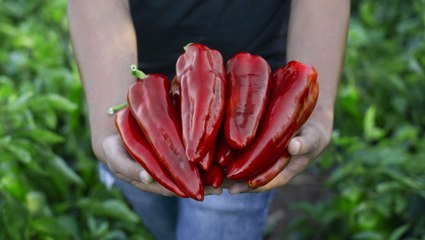 How and When to Harvest Peppers of All Types
