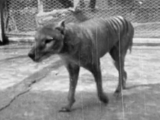 Il video mai visto dell'ultima tigre della Tasmania girato nel 1935