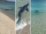 Nella baia di Soverato uno squalo azzurro si avvicina alla spiaggia