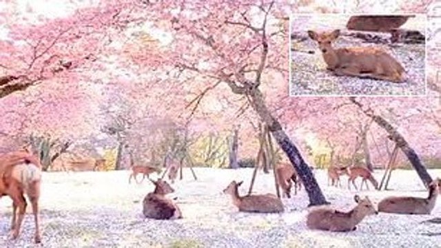Splendido: centinaia di cervi si godono la fioritura nei giardini giapponesi