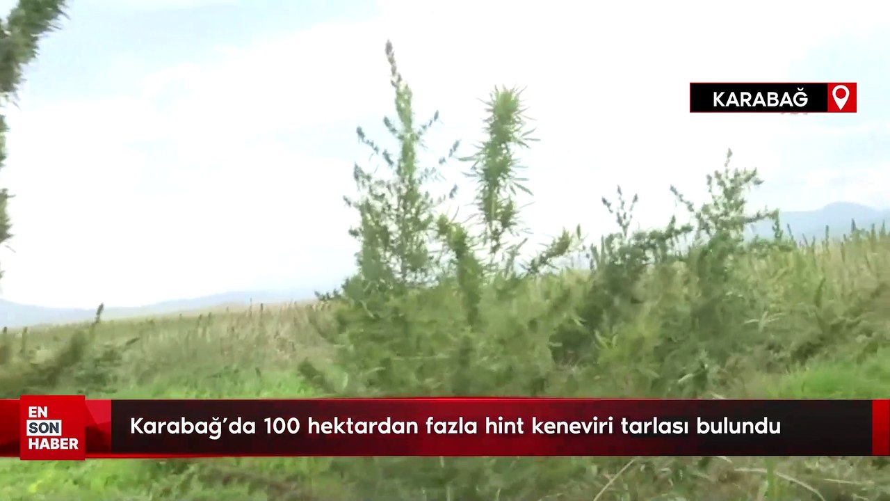 Karabağ'da Ermenilerin ektiği 100 hektardan fazla hint keneviri tarlası bulundu